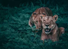 lion_12232c92-fca0-481a-9ebf-004660ed3cdc