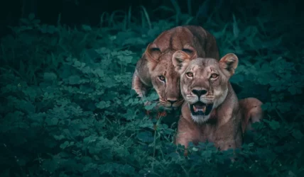 lion_12232c92-fca0-481a-9ebf-004660ed3cdc