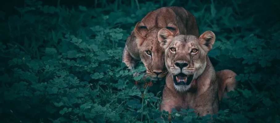 lion_12232c92-fca0-481a-9ebf-004660ed3cdc